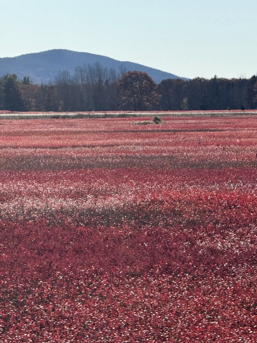Blueberry barrens turned red in the fall in Deblois, Maine